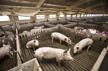 CLM trabaja para que las granjas porcinas reciclen los purines