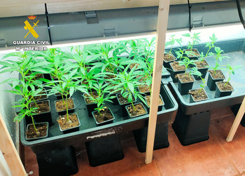 La Guardia Civil desmantela una plantación de marihuana