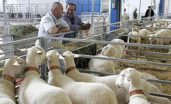 Expovicaman 2023 se aplaza a octubre por la viruela ovina