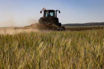 El cereal de secano puede caer un 85% en Albacete