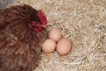 Agricultura aprueba la nueva extensión de norma para el huevo