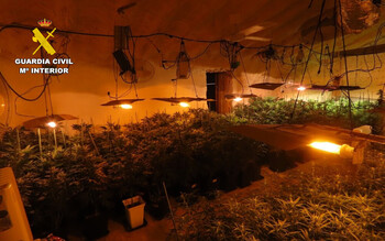 Desmantelan una plantación indoor de marihuana en Isso