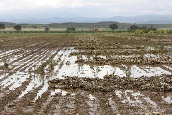 Piden rebajas fiscales para el sector del ajo de Albacete