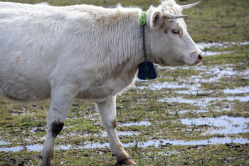 Los drones y GPS llegan con fuerza para suplir al pastor