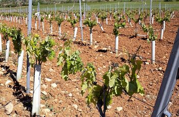 Las variedades blancas comen terreno a las tintas en Albacete