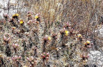 El cactus americano ya infesta siete municipios albacetenses