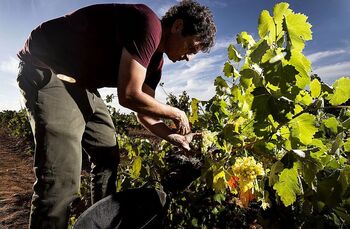 Detectan un 'trasvase' de viñedos entre las dos Castillas