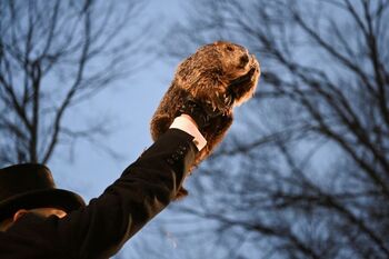 La marmota Phil pronostica una primavera adelantada