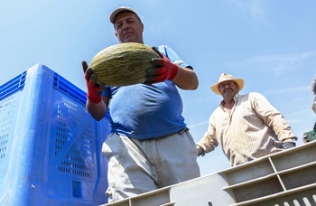 Los pesticidas en melones de Marruecos, bajo control