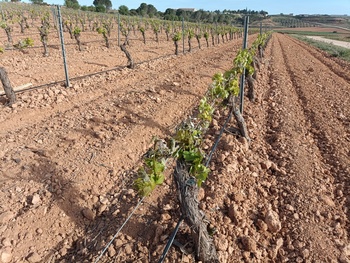 Asaja alerta de daños por helada en viñedos de Albacete